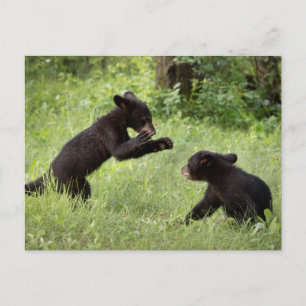USA, Minnesota, Sandstone, Minnesota Wildlife 22 Postcard