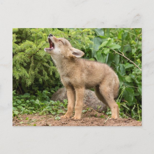 USA, Minnesota, Sandstone, Minnesota Wildlife 2 Postcard (Front)