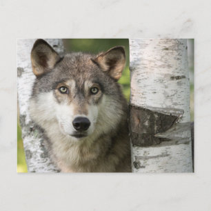USA, Minnesota, Sandstone, Minnesota Wildlife 5 Postcard