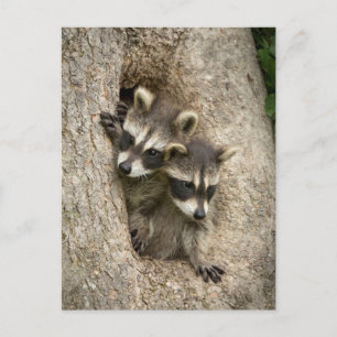 USA, Minnesota, Sandstone, Minnesota Wildlife 7 Postcard