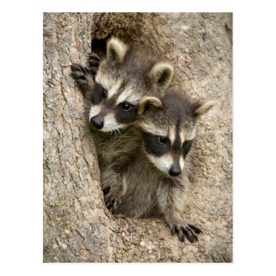 USA, Minnesota, Sandstone, Minnesota Wildlife 7 Postcard