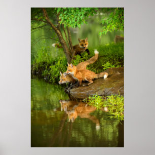 USA, Minnesota, Sandstone, Minnesota Wildlife 7 Poster