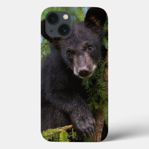 USA, Minnesota, Sandstone, Minnesota Wildlife 8 iPhone 13 Case