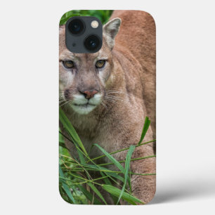 USA, Minnesota, Sandstone, Minnesota Wildlife iPhone 13 Case