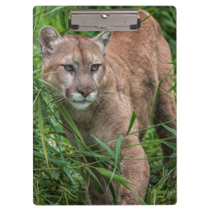 USA, Minnesota, Sandstone, Minnesota Wildlife Clipboard