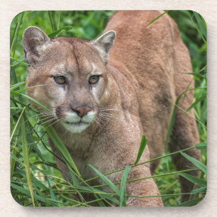 USA, Minnesota, Sandstone, Minnesota Wildlife Coaster