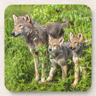 USA, Minnesota, Sandstone, Minnesota Wildlife Coaster