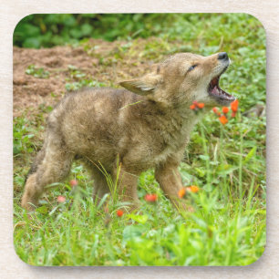 USA, Minnesota, Sandstone, Minnesota Wildlife Coaster