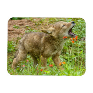USA, Minnesota, Sandstone, Minnesota Wildlife Magnet