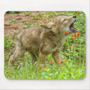 USA, Minnesota, Sandstone, Minnesota Wildlife Mouse Pad