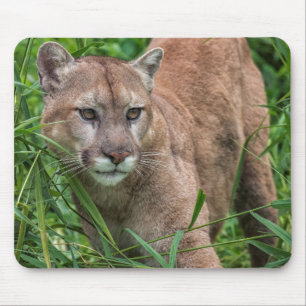 USA, Minnesota, Sandstone, Minnesota Wildlife Mouse Pad