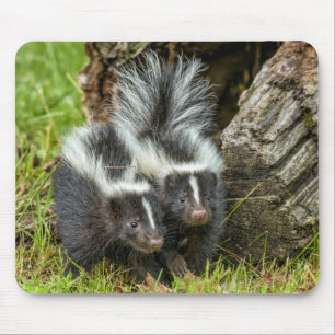 USA, Minnesota, Sandstone, Minnesota Wildlife Mouse Pad