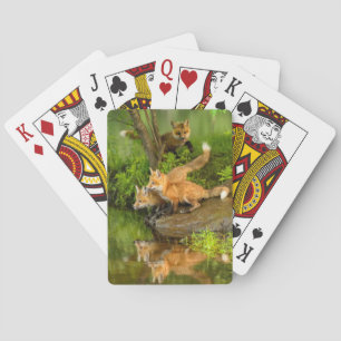 USA, Minnesota, Sandstone, Minnesota Wildlife Playing Cards