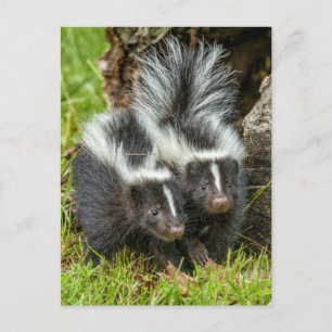 USA, Minnesota, Sandstone, Minnesota Wildlife Postcard