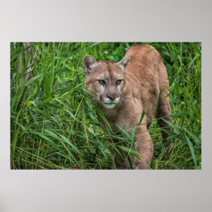 USA, Minnesota, Sandstone, Minnesota Wildlife Poster