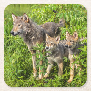 USA, Minnesota, Sandstone, Minnesota Wildlife Square Paper Coaster