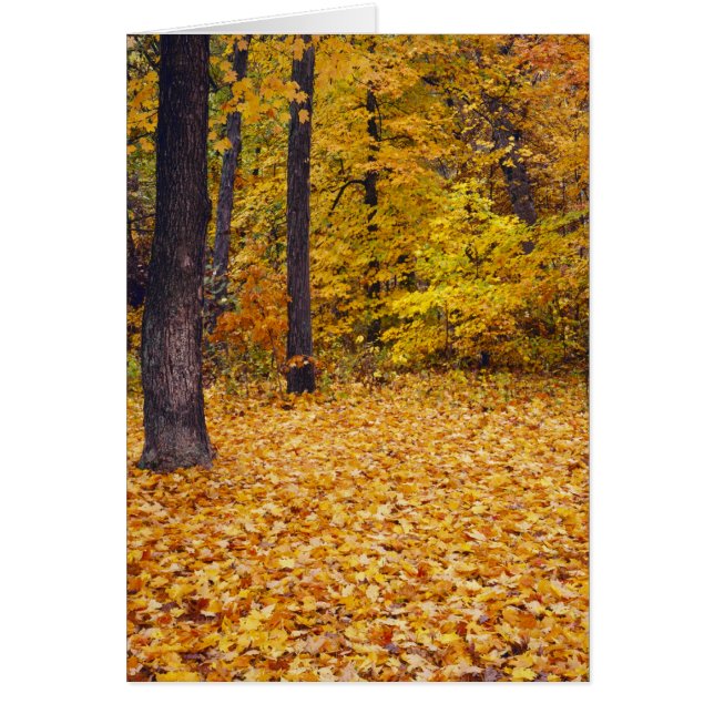 USA, Missouri, Boone County, Maple Forest in (Front)