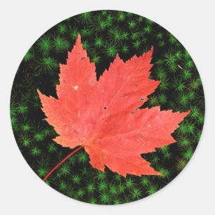 USA, Missouri, Mark Twain National Forest Classic Round Sticker