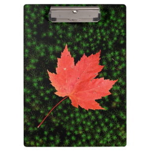 USA, Missouri, Mark Twain National Forest Clipboard
