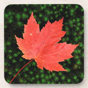 USA, Missouri, Mark Twain National Forest Coaster