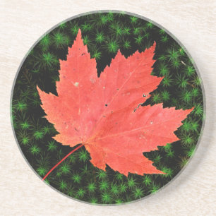 USA, Missouri, Mark Twain National Forest Coaster