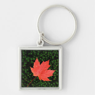 USA, Missouri, Mark Twain National Forest Key Ring