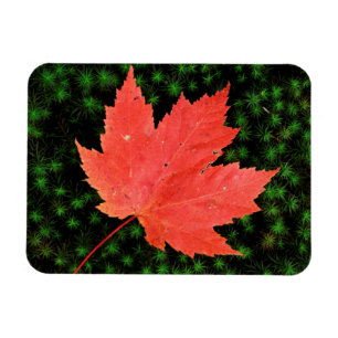 USA, Missouri, Mark Twain National Forest Magnet