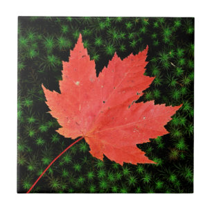 USA, Missouri, Mark Twain National Forest Tile