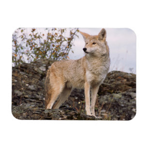 USA, Montana, Kalispell. Coyote at Triple D Magnet