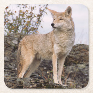 USA, Montana, Kalispell. Coyote at Triple D Square Paper Coaster