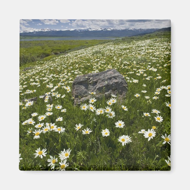 USA, Montana, Wild Daisy blooming in meadow by Magnet (Front)