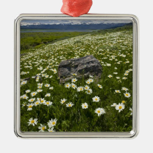 USA, Montana, Wild Daisy blooming in meadow by Metal Ornament
