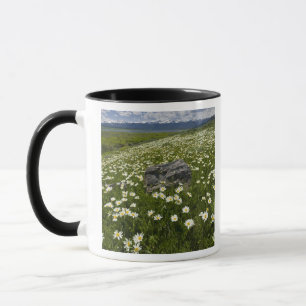 USA, Montana, Wild Daisy blooming in meadow by Mug