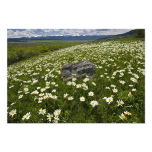 USA, Montana, Wild Daisy blooming in meadow by Photo Print