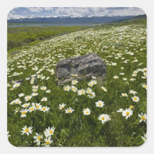 USA, Montana, Wild Daisy blooming in meadow by Square Sticker