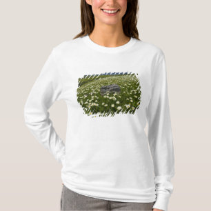 USA, Montana, Wild Daisy blooming in meadow by T-Shirt