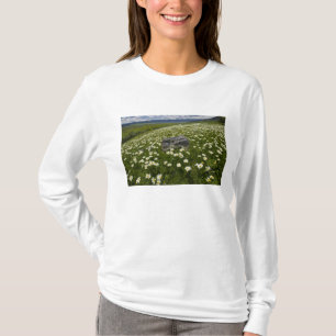 USA, Montana, Wild Daisy blooming in meadow by T-Shirt