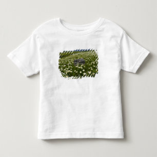 USA, Montana, Wild Daisy blooming in meadow by Toddler T-Shirt