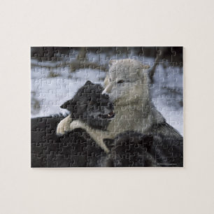 USA, Montana, Wolves playing in snow Jigsaw Puzzle