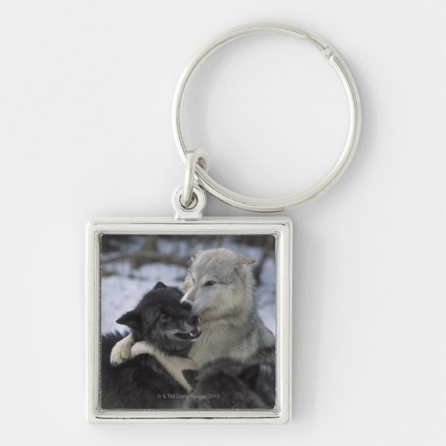 USA, Montana, Wolves playing in snow Key Ring (Front)