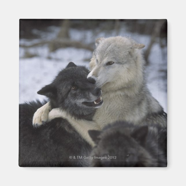 USA, Montana, Wolves playing in snow Magnet (Front)