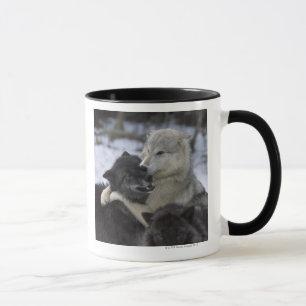 USA, Montana, Wolves playing in snow Mug