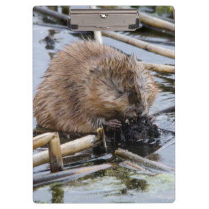 USA, Nebraska. Beaver Clipboard