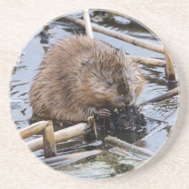 USA, Nebraska. Beaver Coaster (Front)