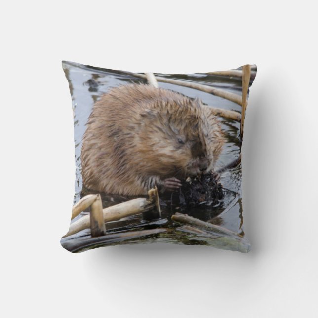 USA, Nebraska. Beaver Cushion (Front)