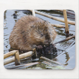 USA, Nebraska. Beaver Mouse Pad