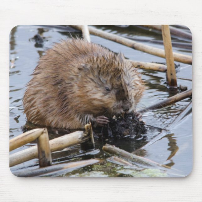USA, Nebraska. Beaver Mouse Pad (Front)