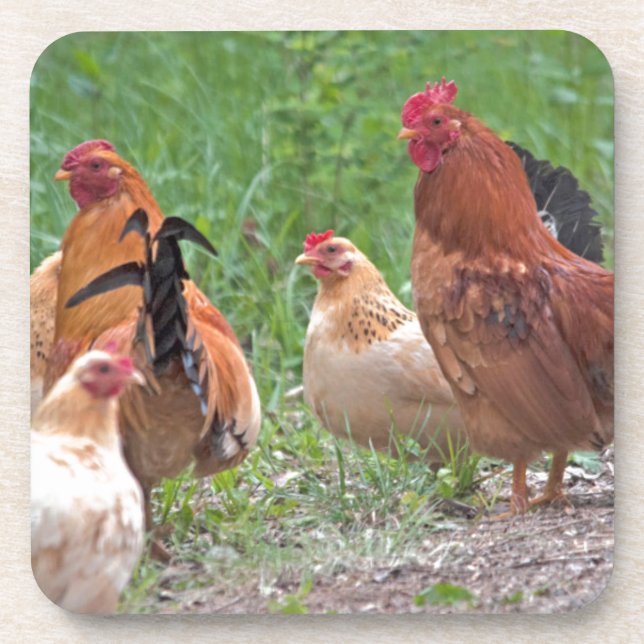 USA, Nebraska. Chickens Coaster (Front)