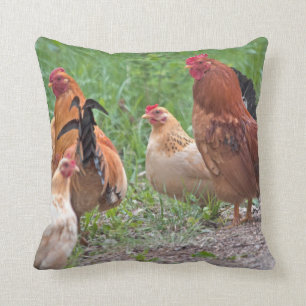 USA, Nebraska. Chickens Cushion