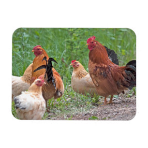 USA, Nebraska. Chickens Magnet